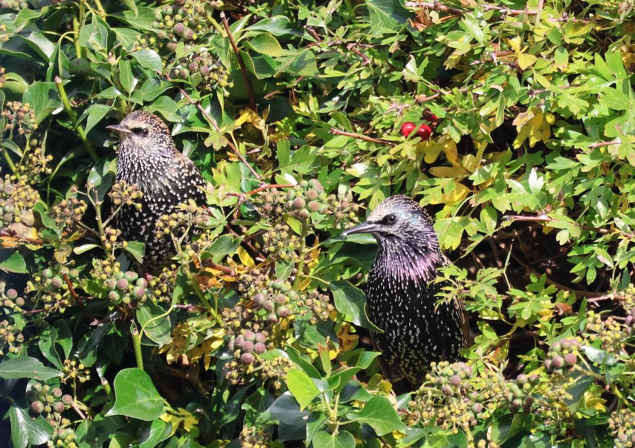 Starling watining for food