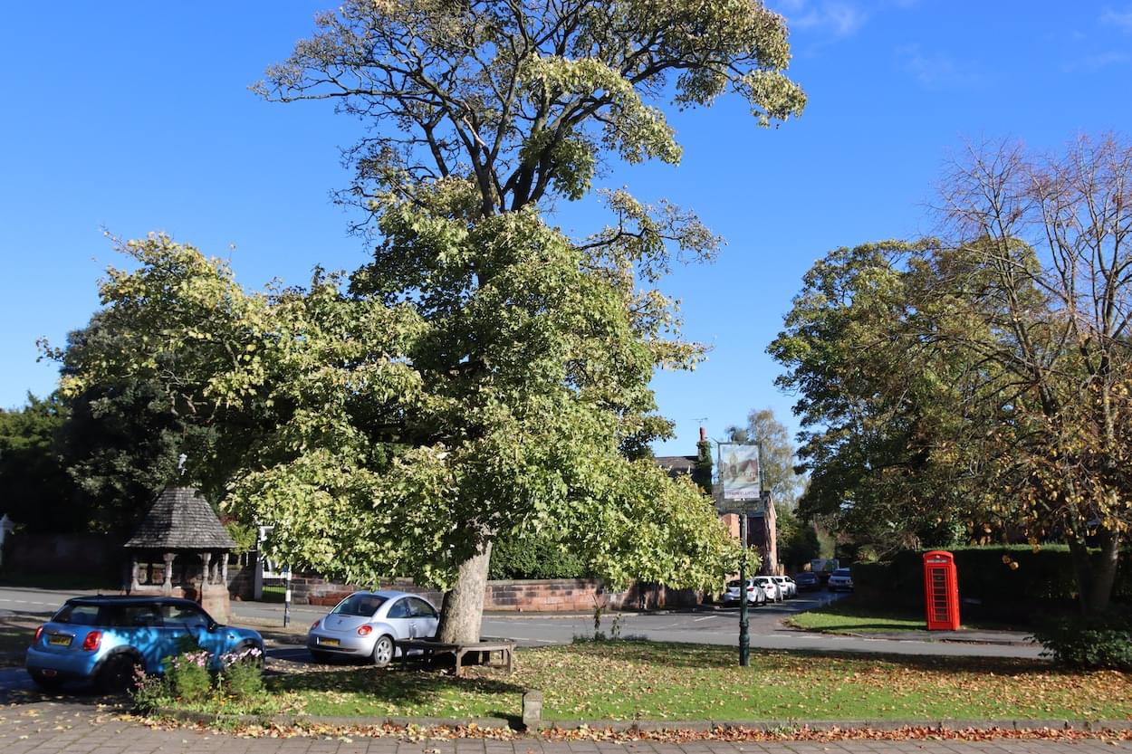 Sycamore Tree on Christleton Village Green