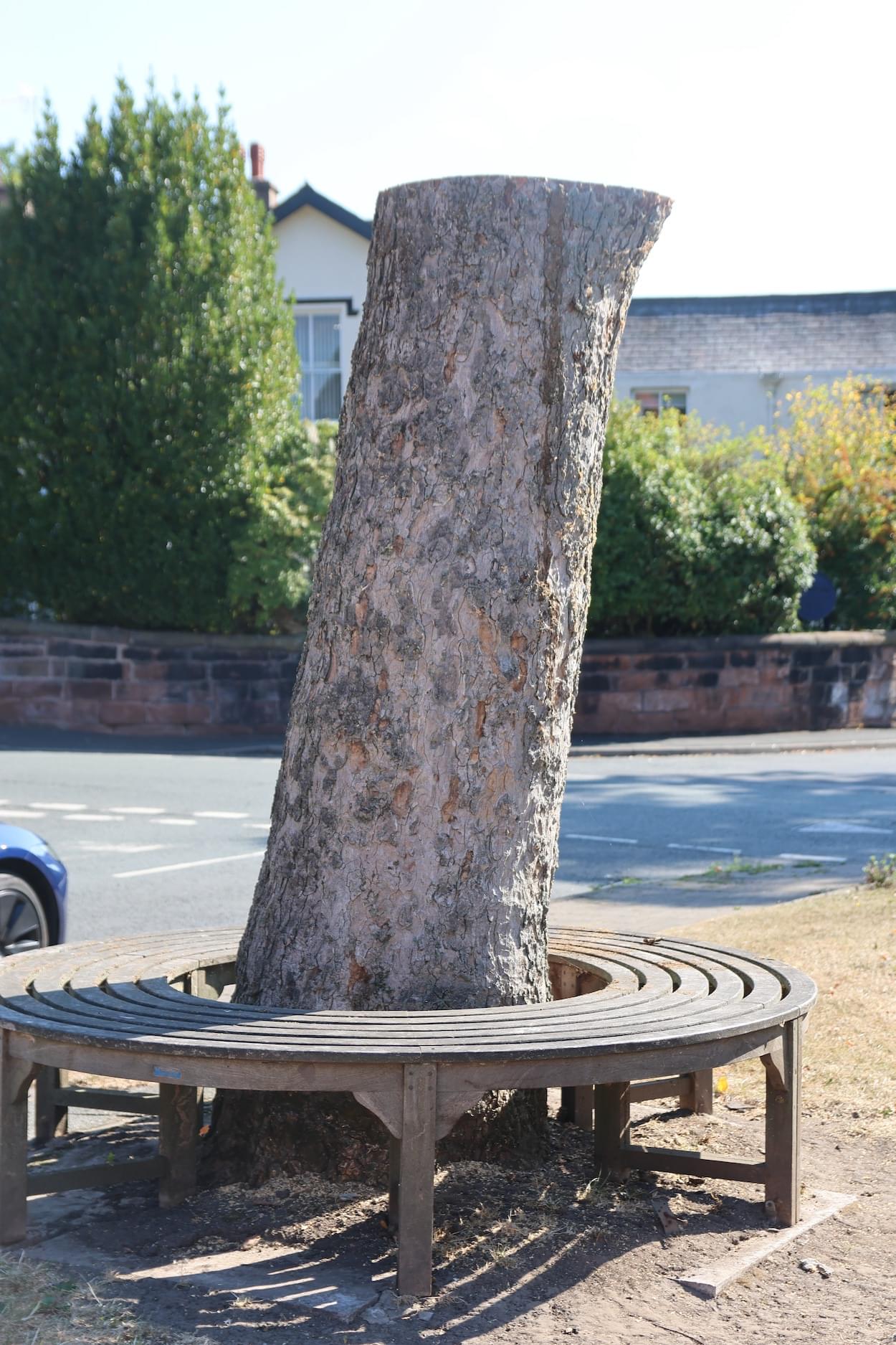 Old Sycamore tree on Christleton Village Green