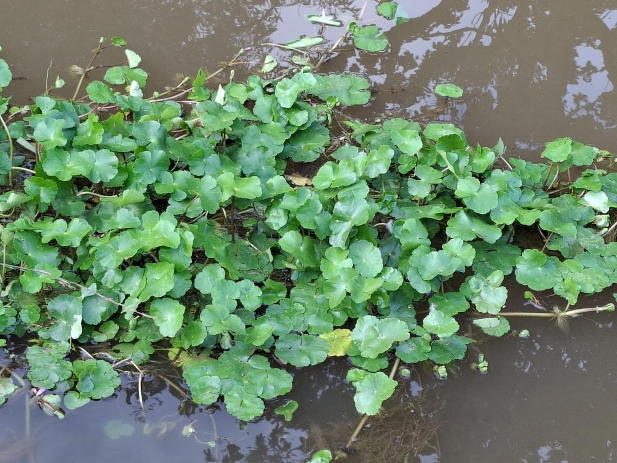 Pennywort on Christleton Canal