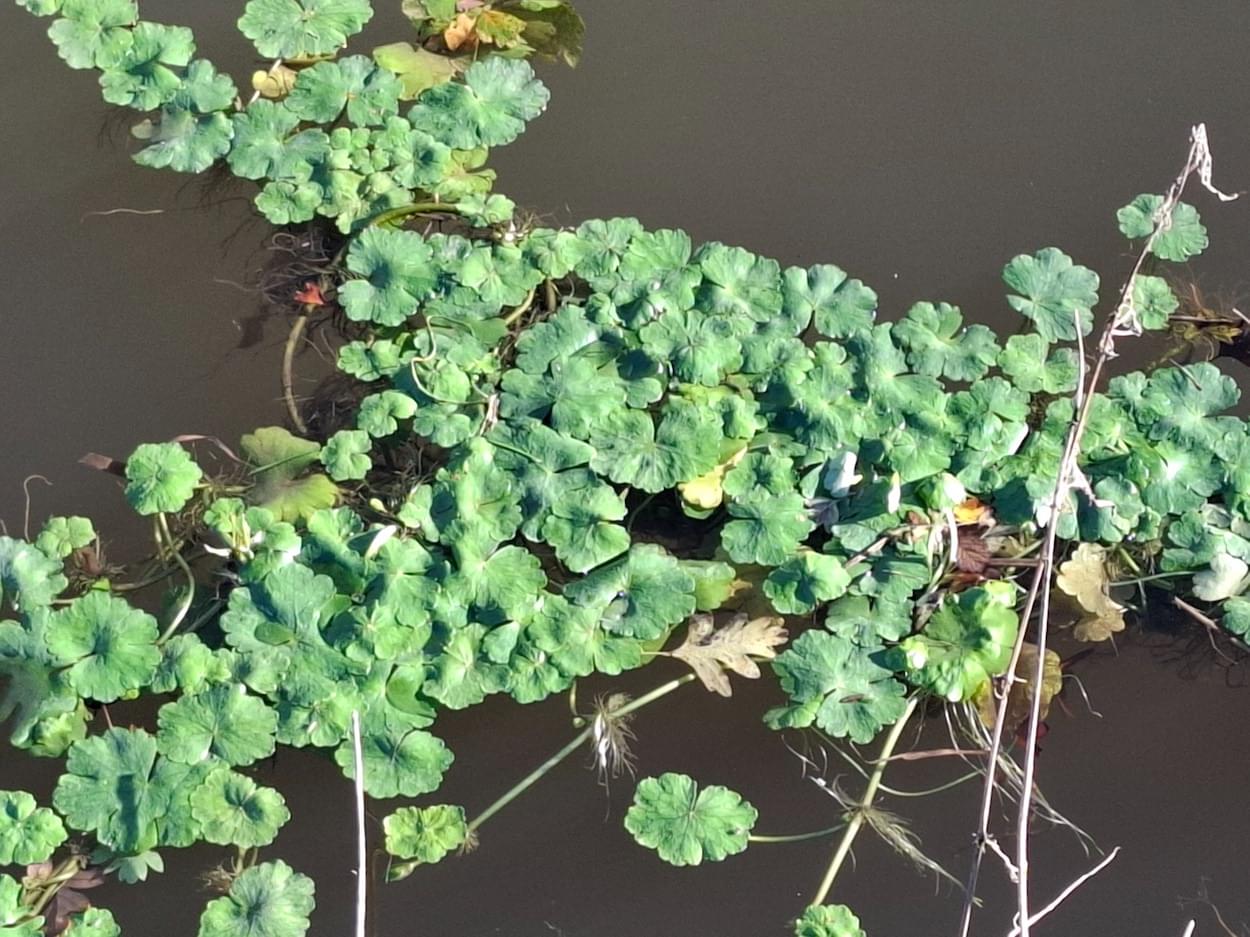 Pennywort growing on Christleton Canal