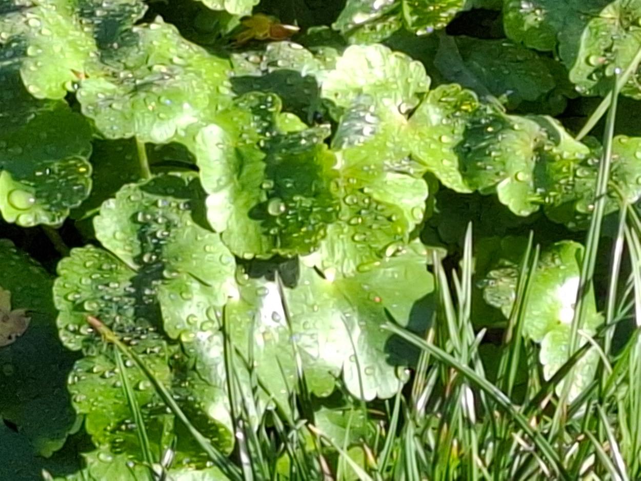 Close up Pennywort on Christleton canal