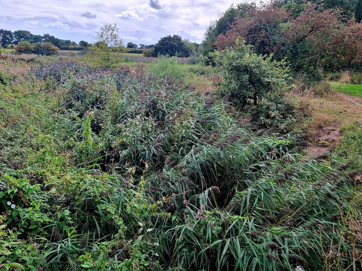 Reed growth on the River Gowy