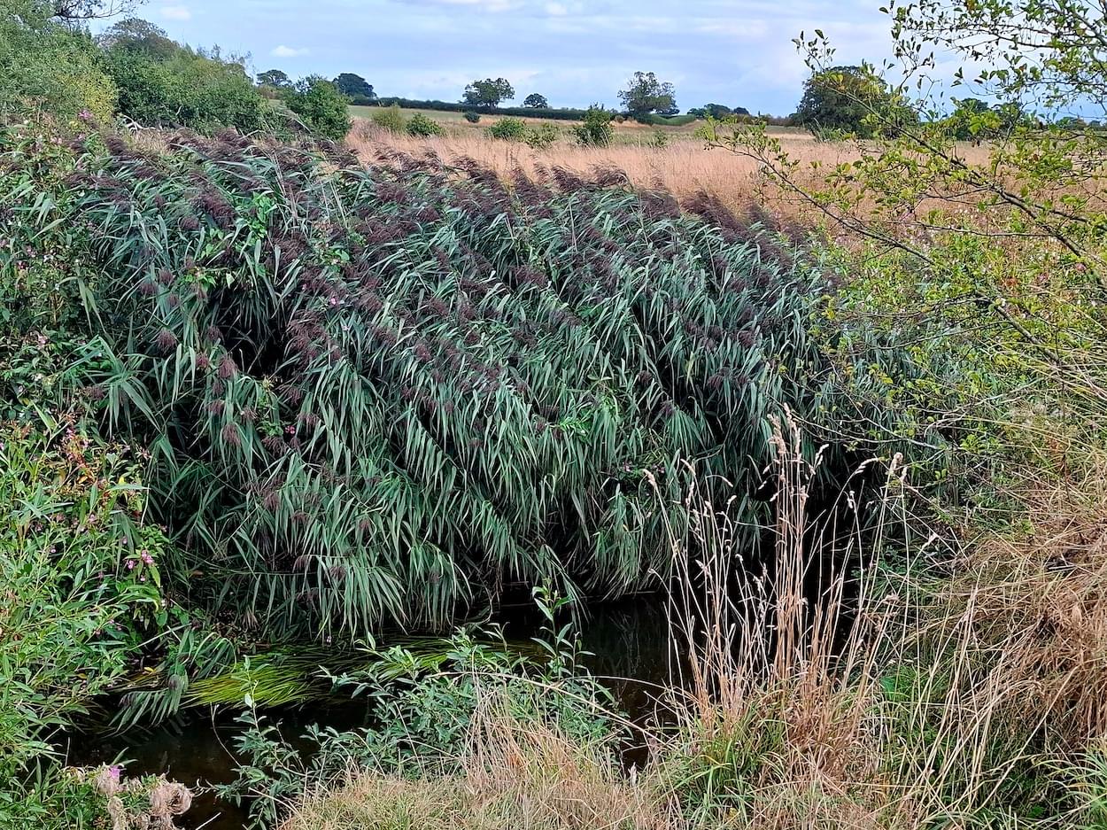 Reed growth on the River Gowy