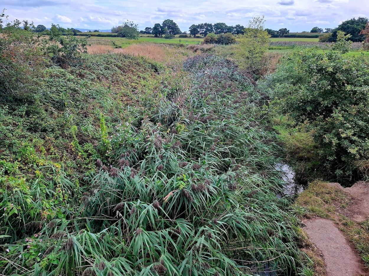 Reed growth on the River Gowy near Christleton