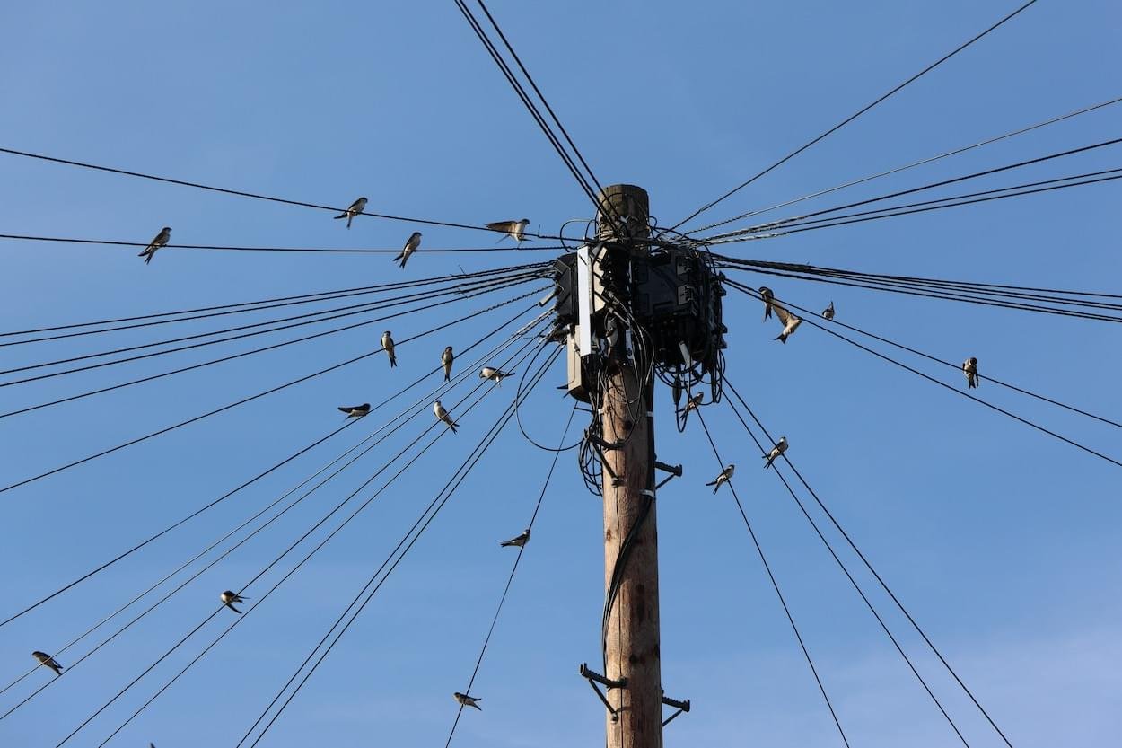 Swallows & Martins gather