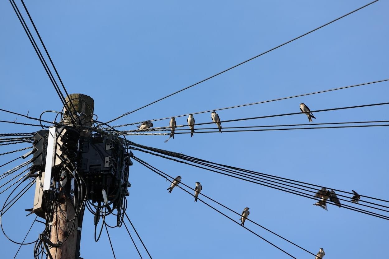 12 Swallows & Martins gather at Croft Close in Waverton