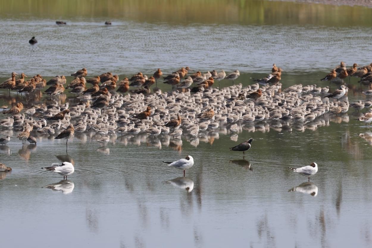 Flock of knot ar Burton Meres