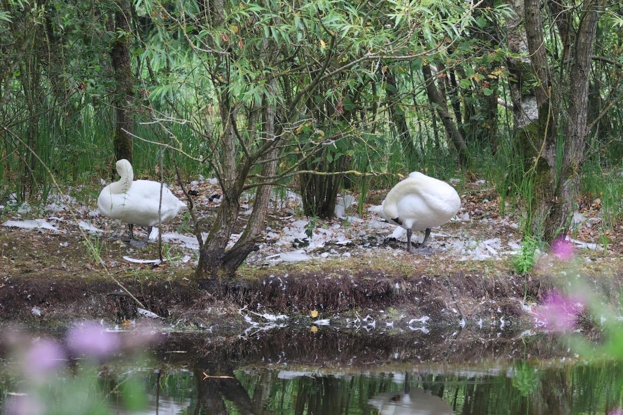 Seven cygnets predated at Walk Mill Pond