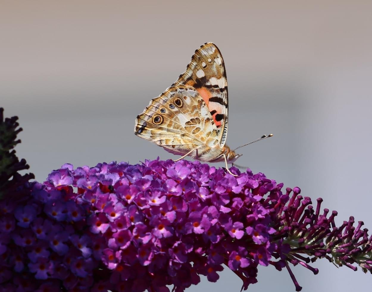 Painted Lady
