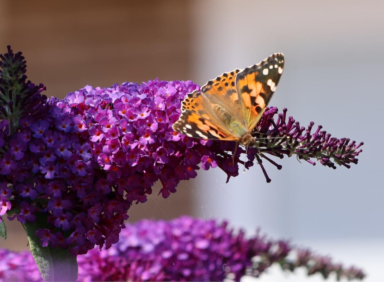 Painted Lady with wings open