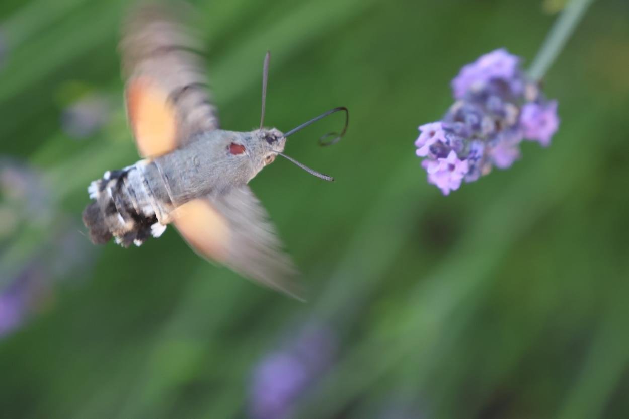 Humming bird hawk moth at Croft Close, Waverton