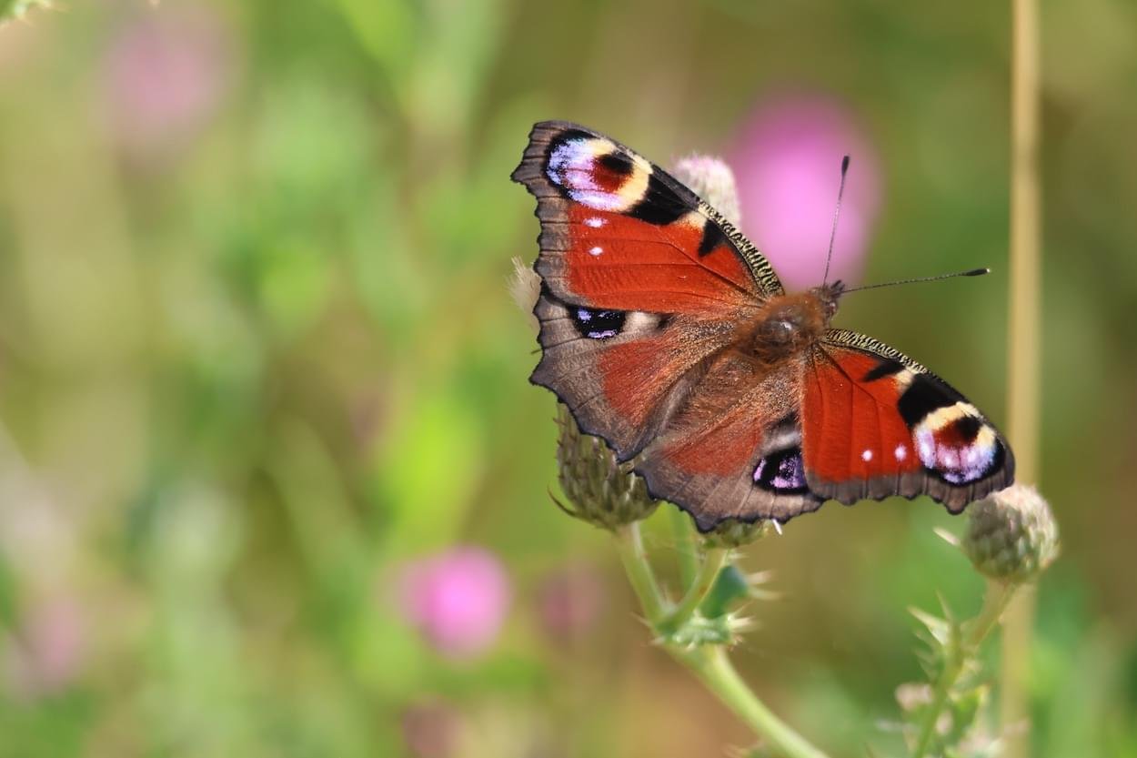 Peacock Butterfly at Rowton