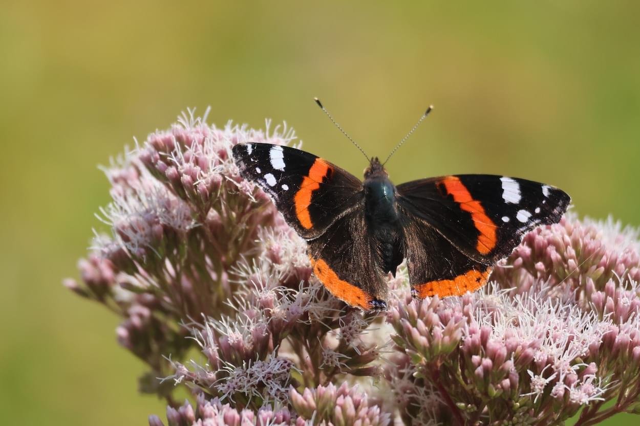Red Admiral at Waveton