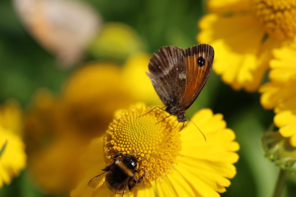 Gatekeeper at Rowton