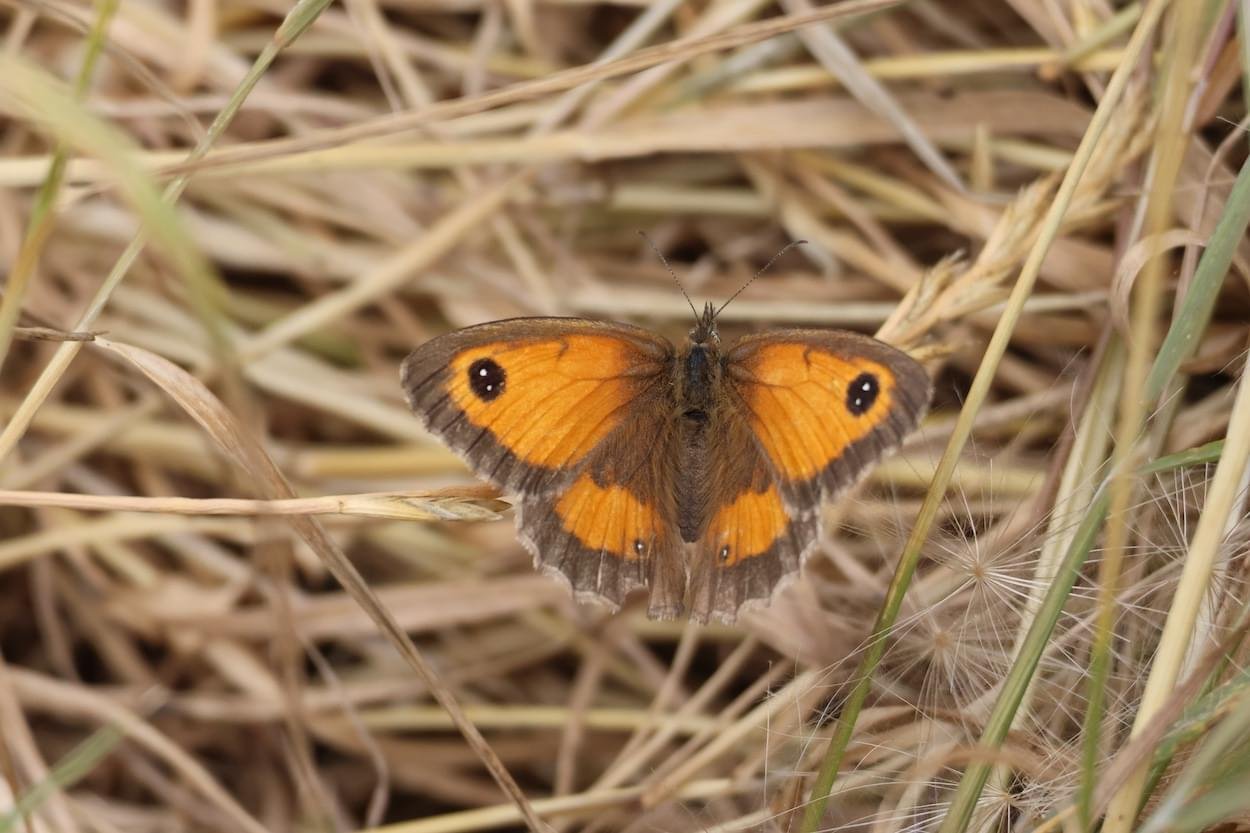 Gatekeeper