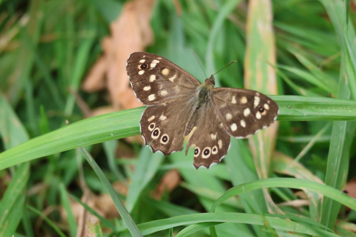 Speckled wood at Rowton