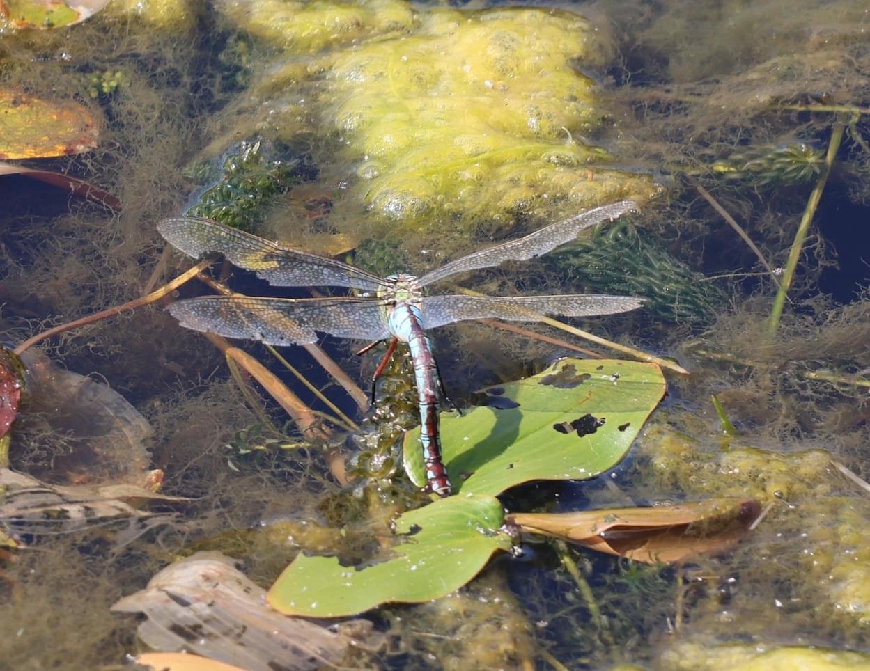 Emperor Dragonfly layng Eggs