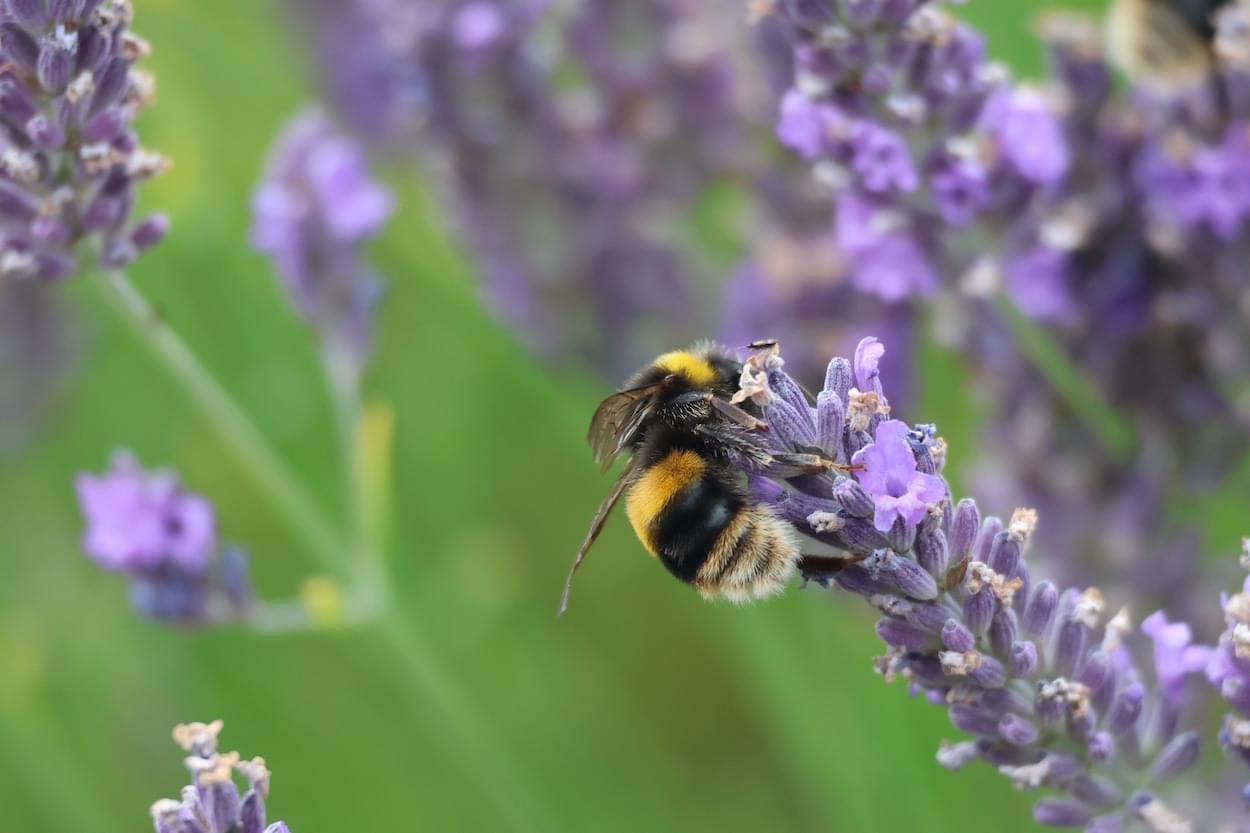 Bee feeding on Lavender at Rowton