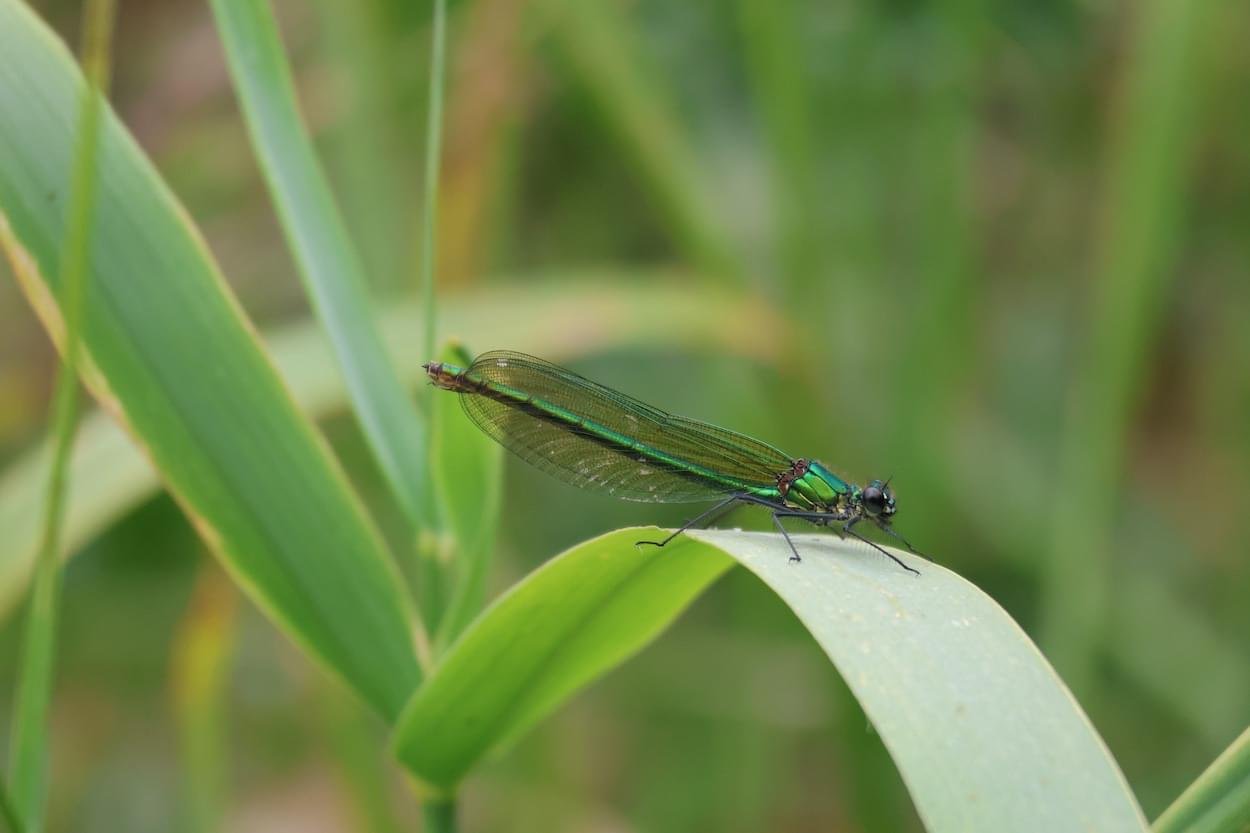 Female Damsefly