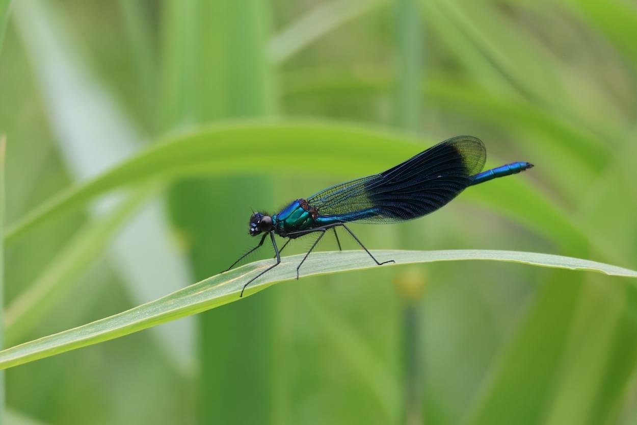 Female Damsefly at Walk Mill