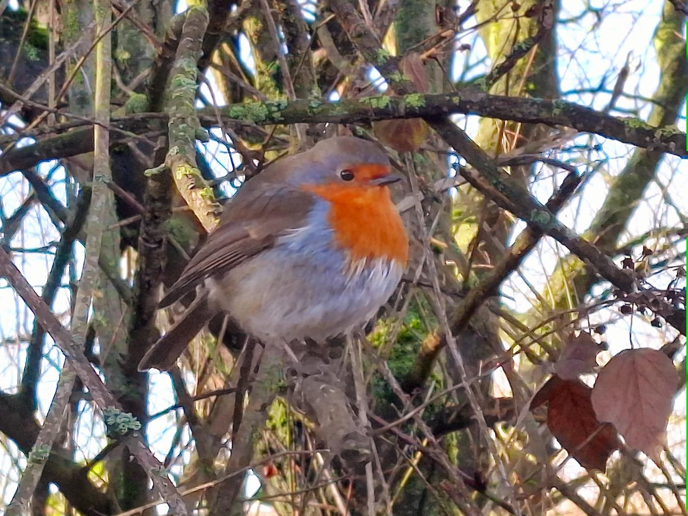 Winter Robin Singing