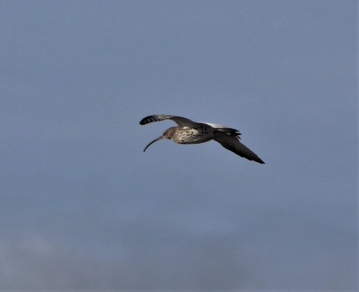 Curlew in Flight