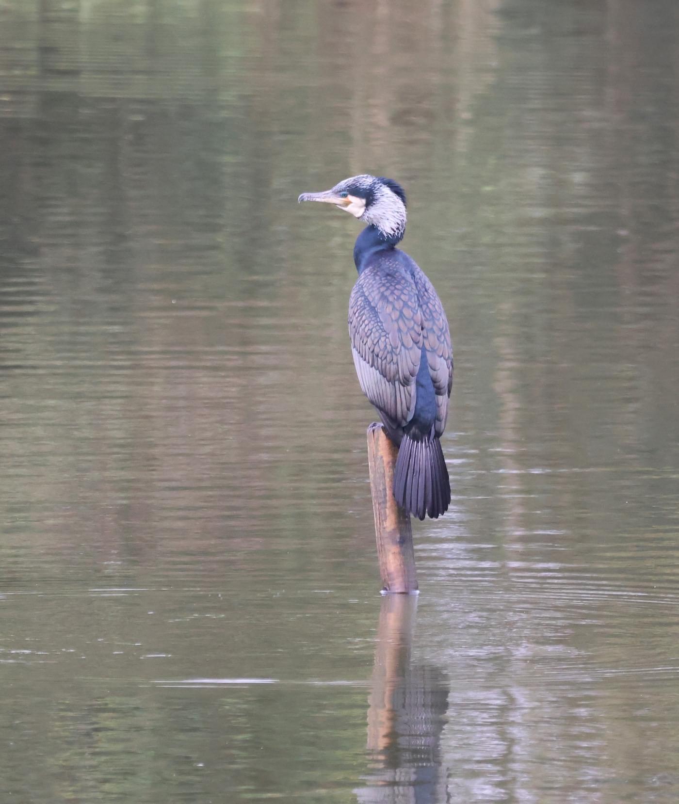 Cormorant at Christleton Pit