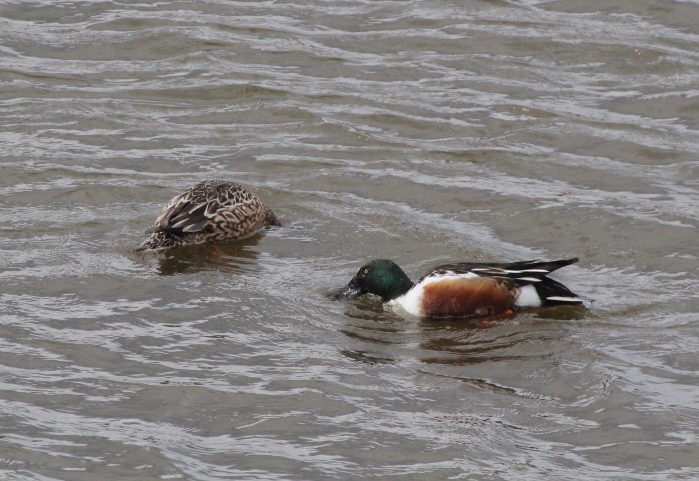 Pair of Shoveller Duck at Christleton Pit