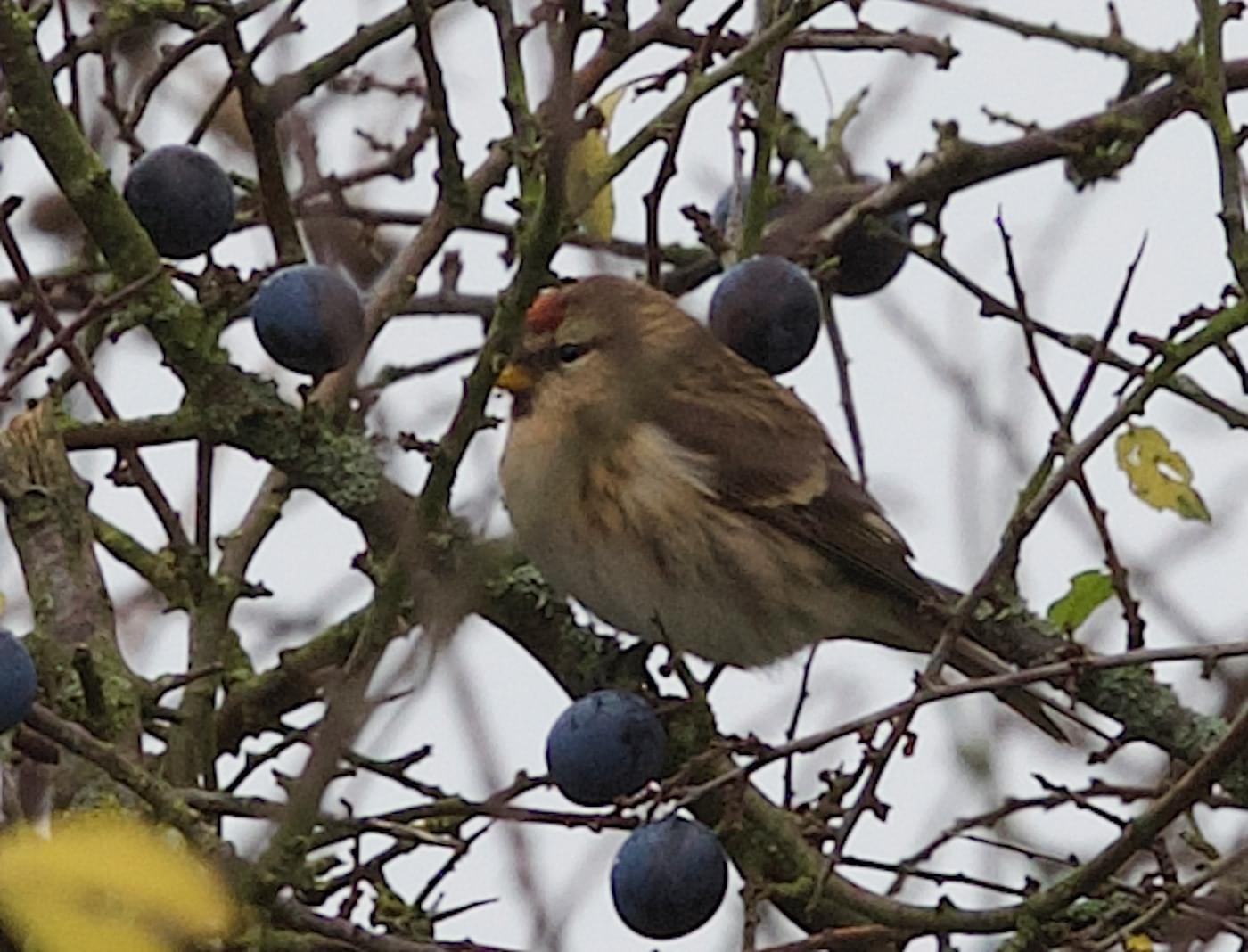 Redpoll at Hockenhull