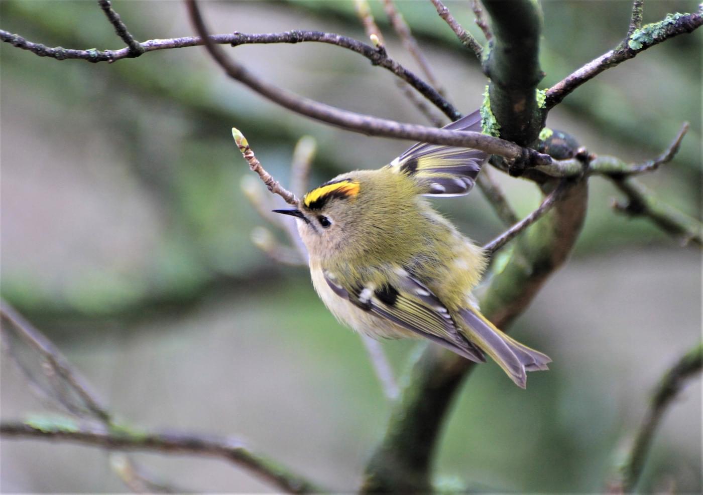 Goldcrest at Christleton Churchyard