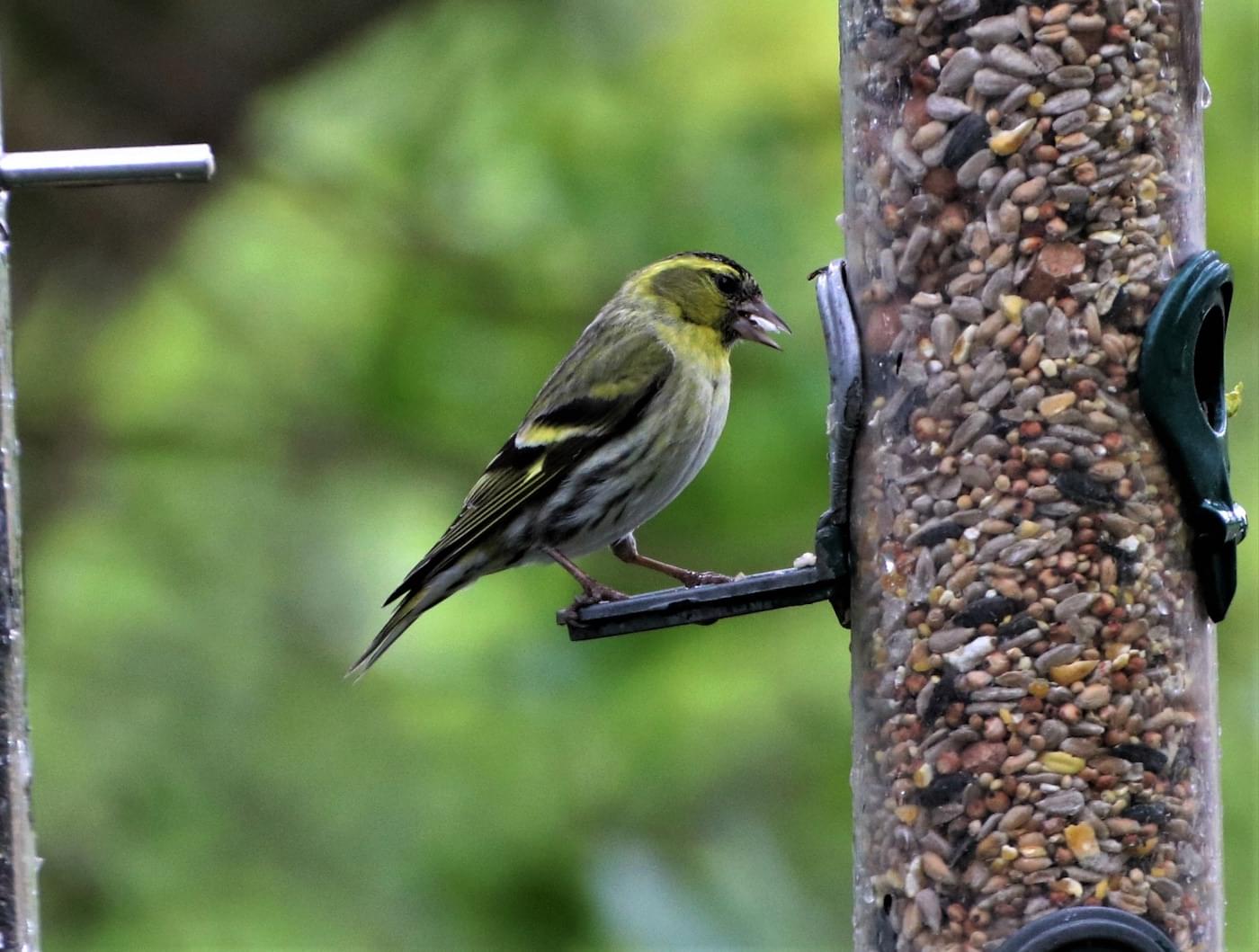 Female Siskin