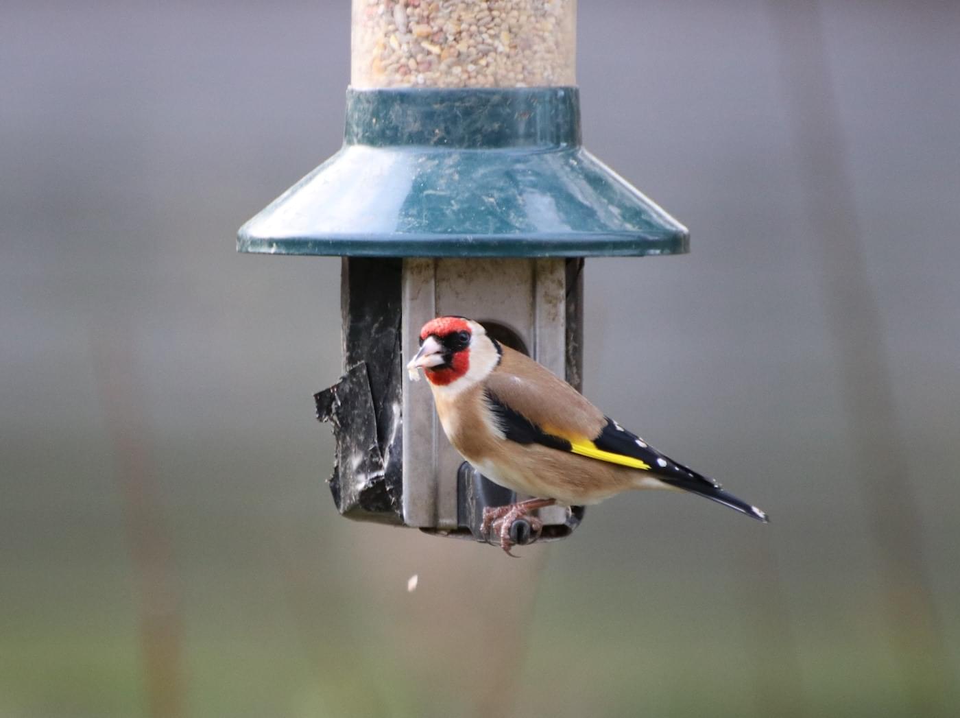 Goldfinch