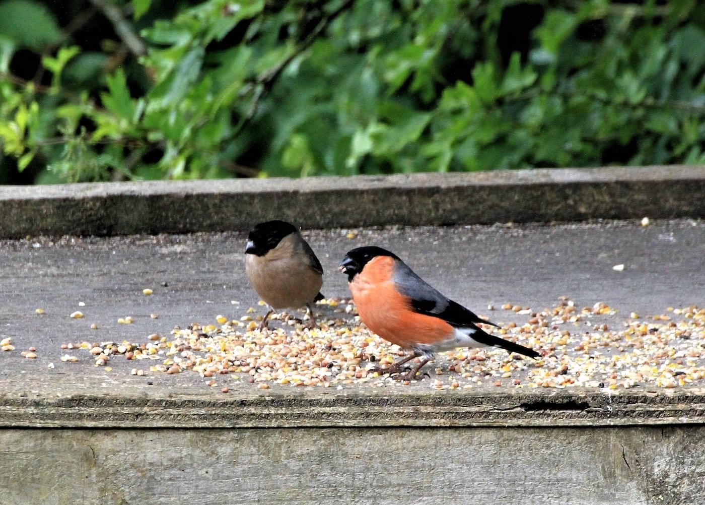 Bullfinches