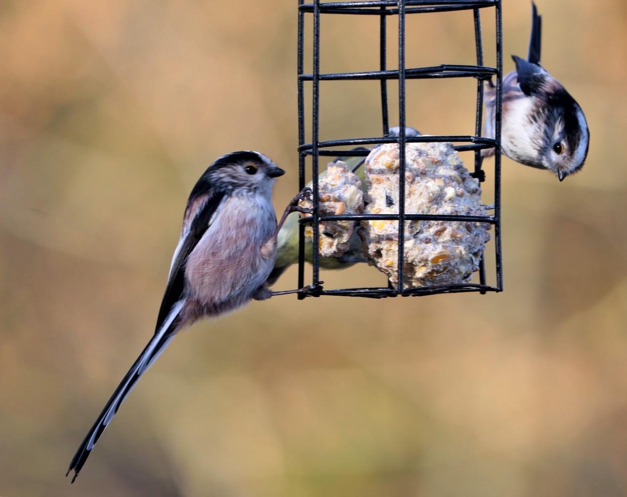 Long tailed Tits