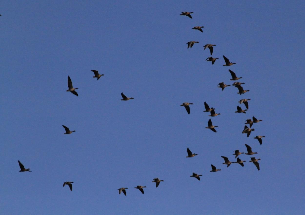 Pink Footed Geese from Iceland