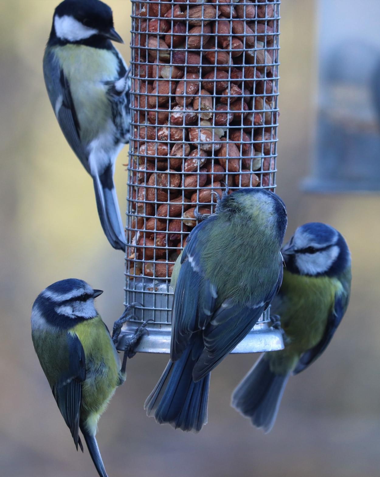Blue Tits feeding