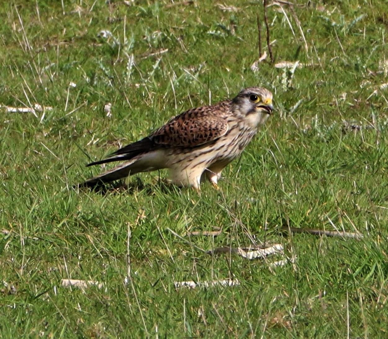 Kestrel