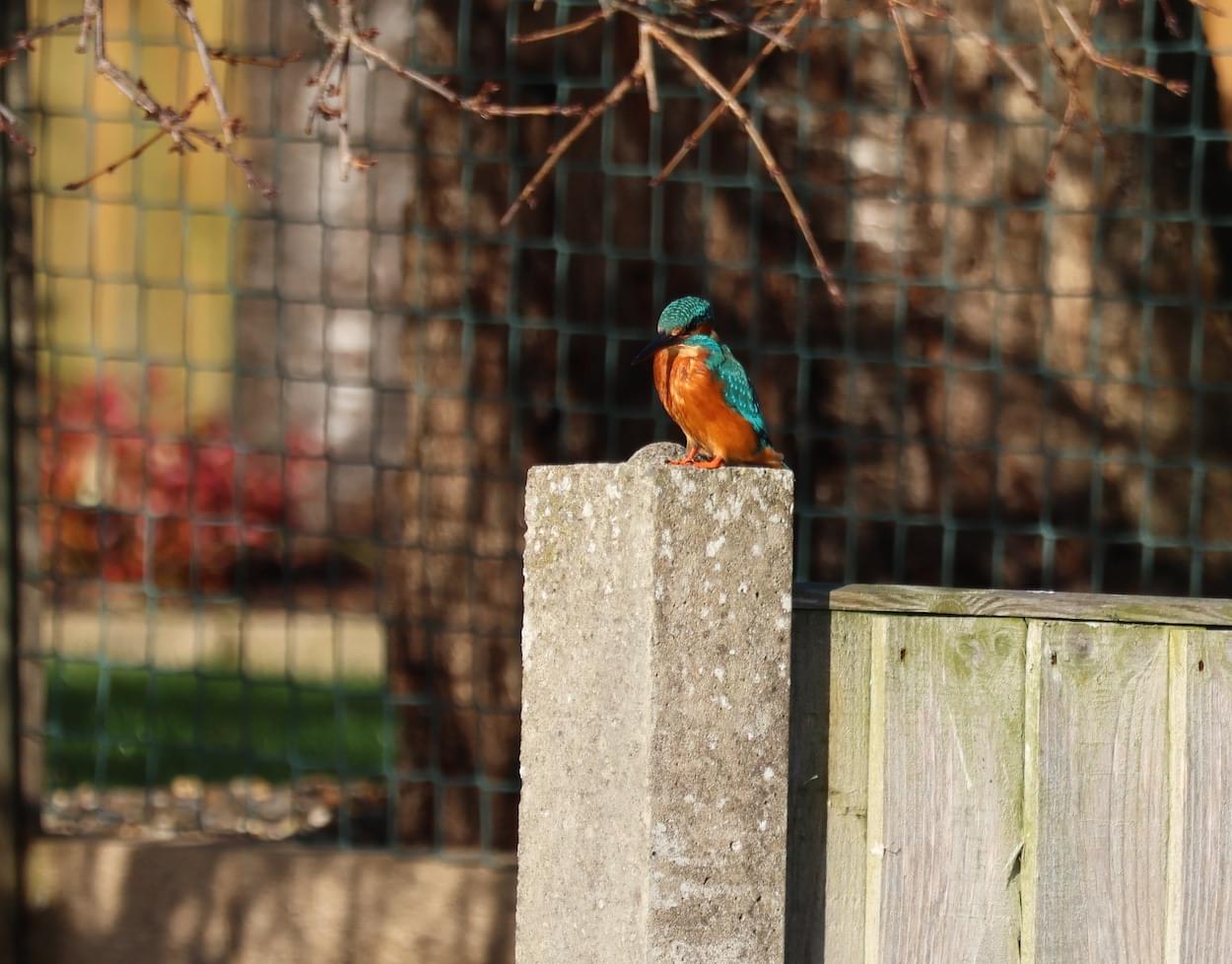 Kingfisher at Waverton