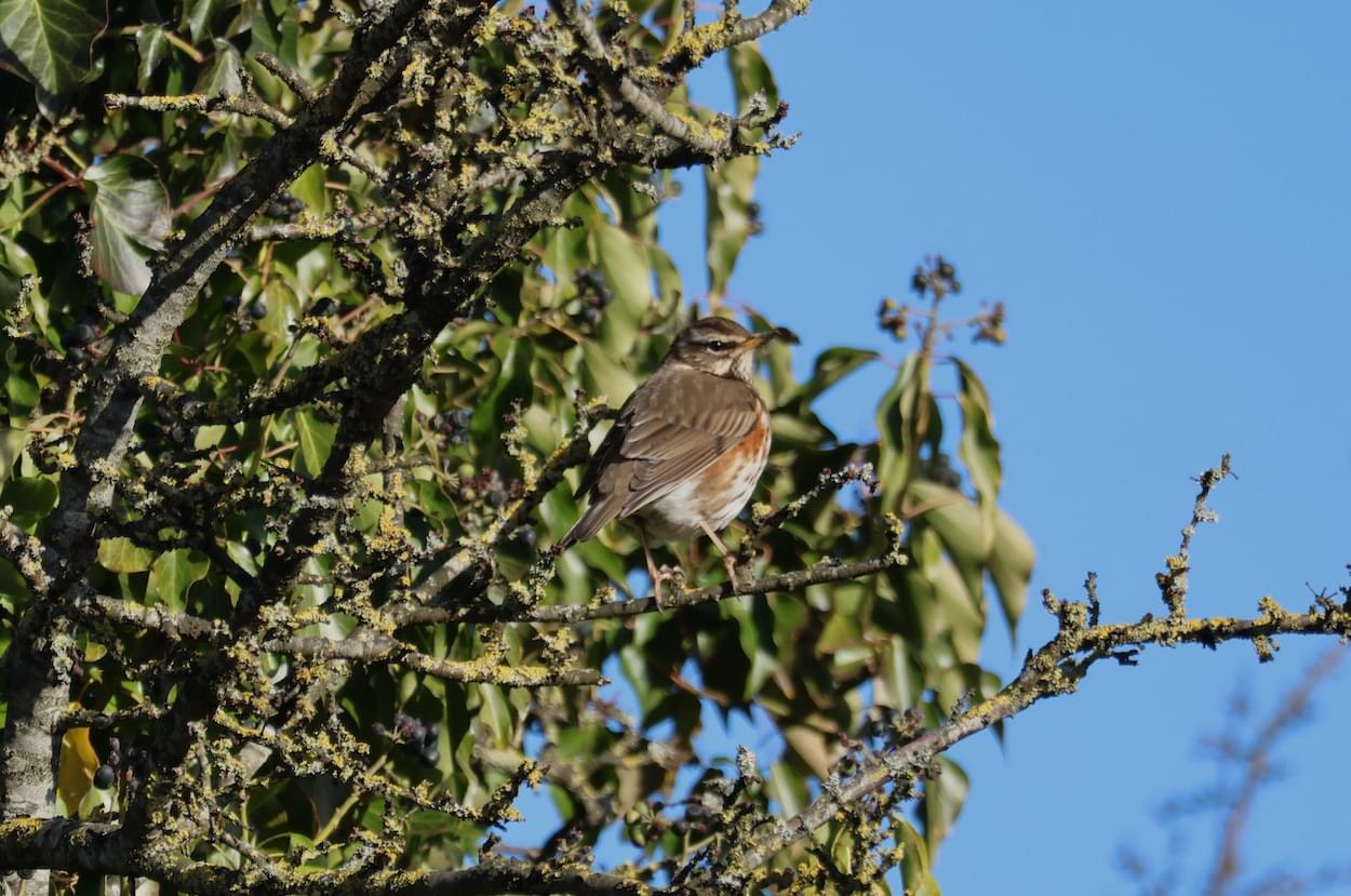 Redwing at Rowton