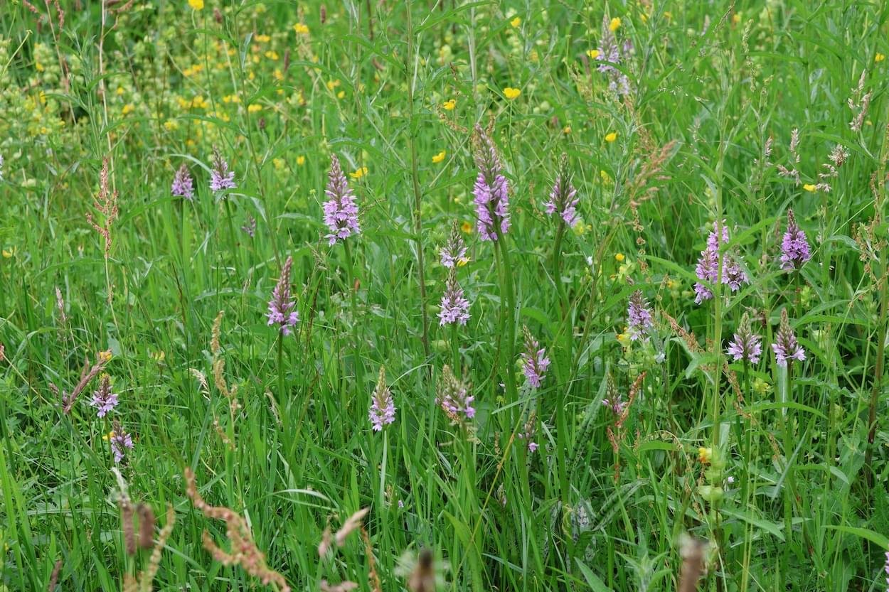 Common Spotted Orchids