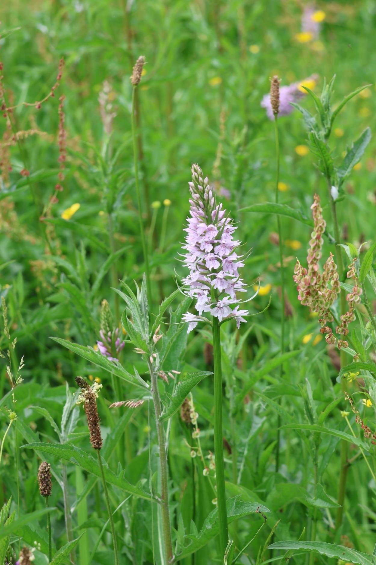 Common Spotted Orchid