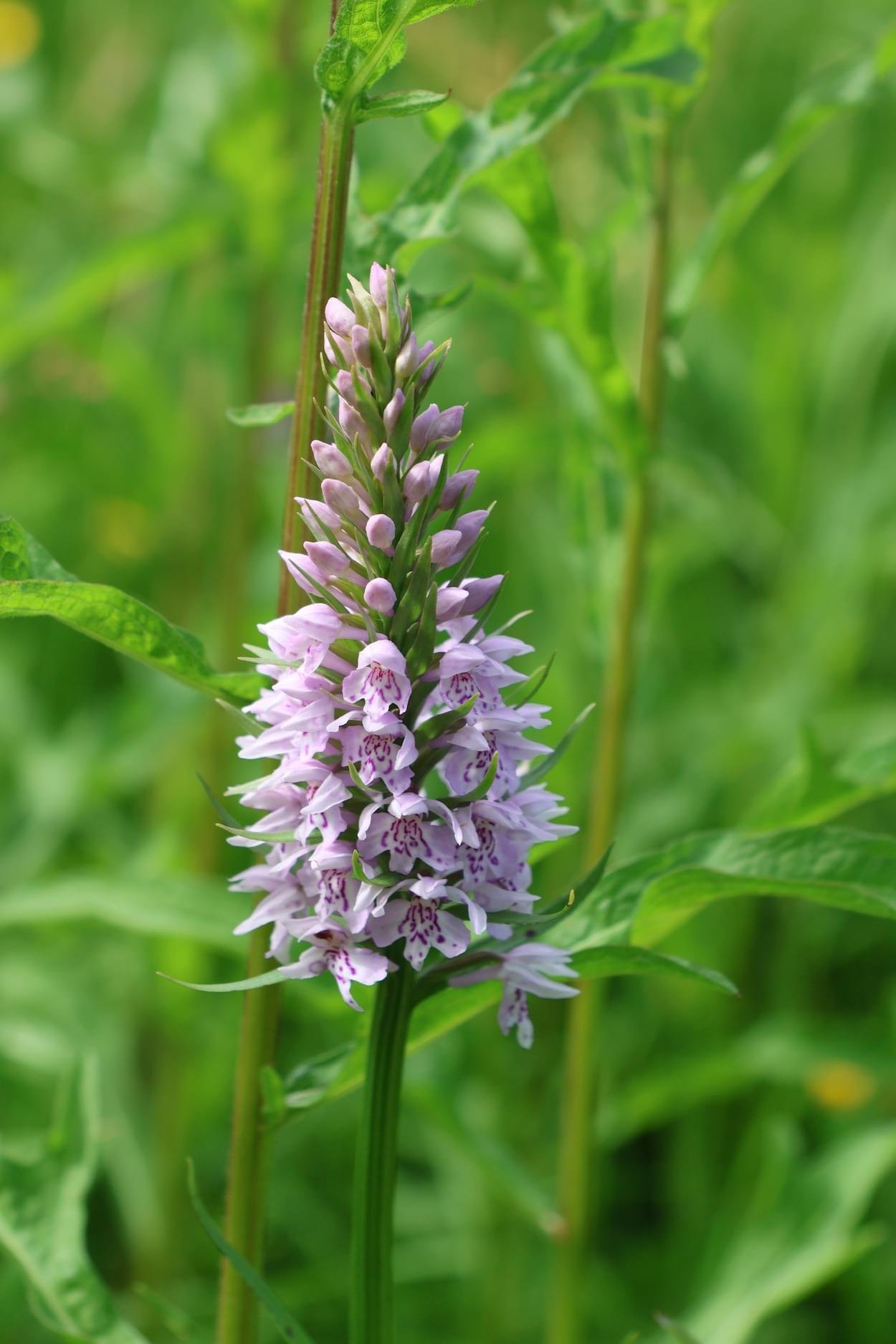 Common Spotted Orchid