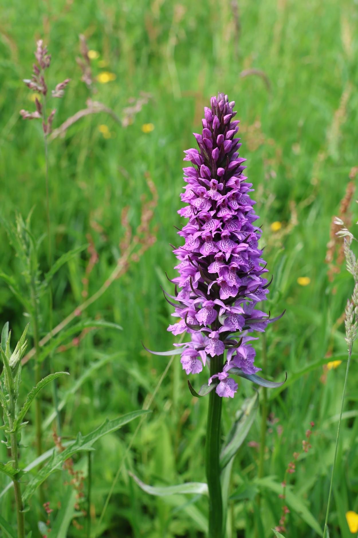 Common Spotted Orchid