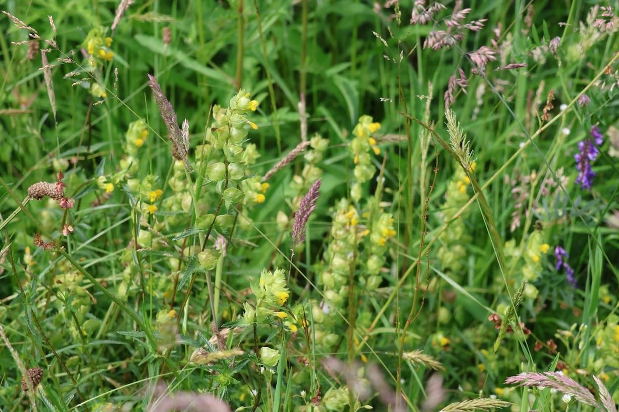Yellow Rattle