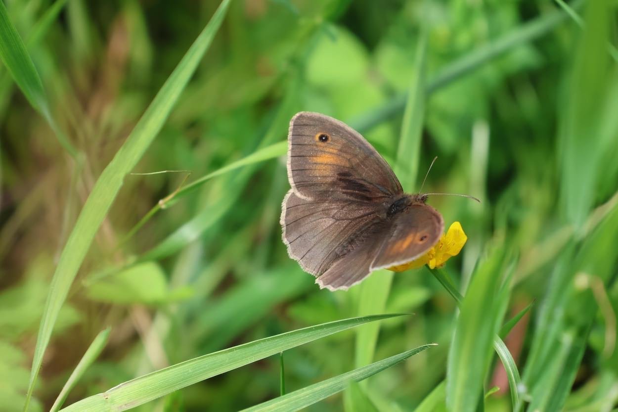 Meadow Brown