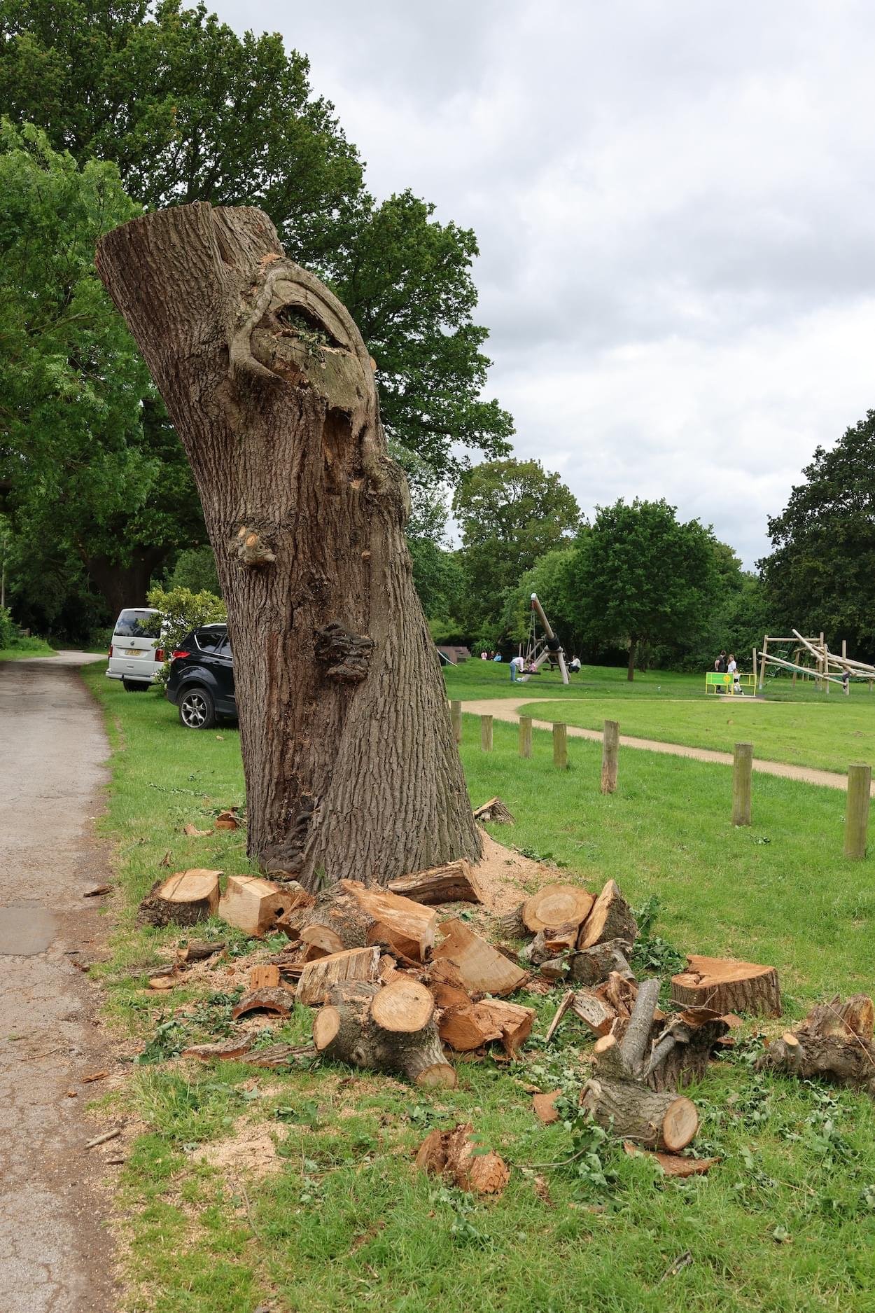 Diseased Oak Tree