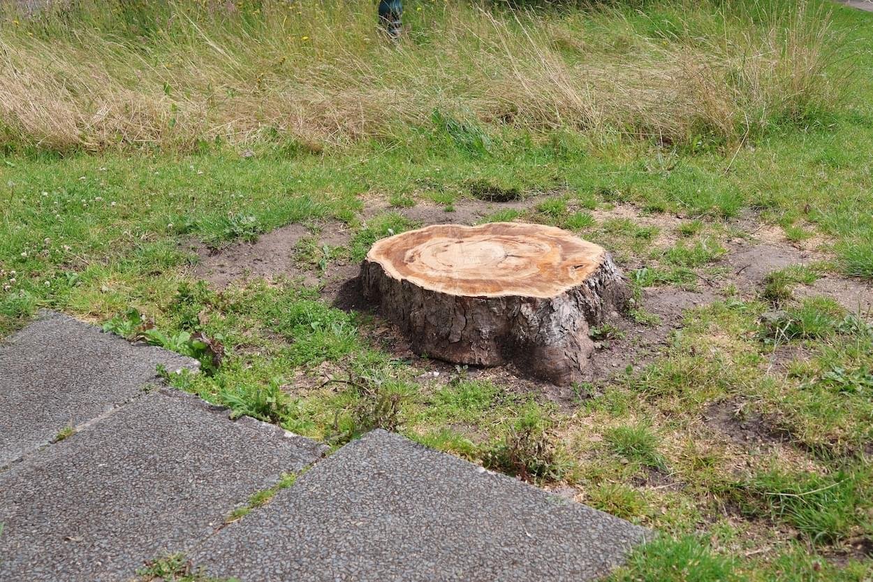 Sycamore Stump