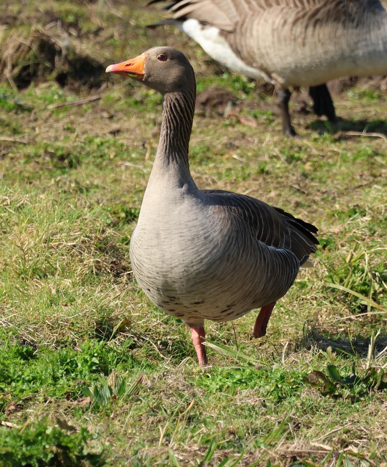 Grey Lag Goose