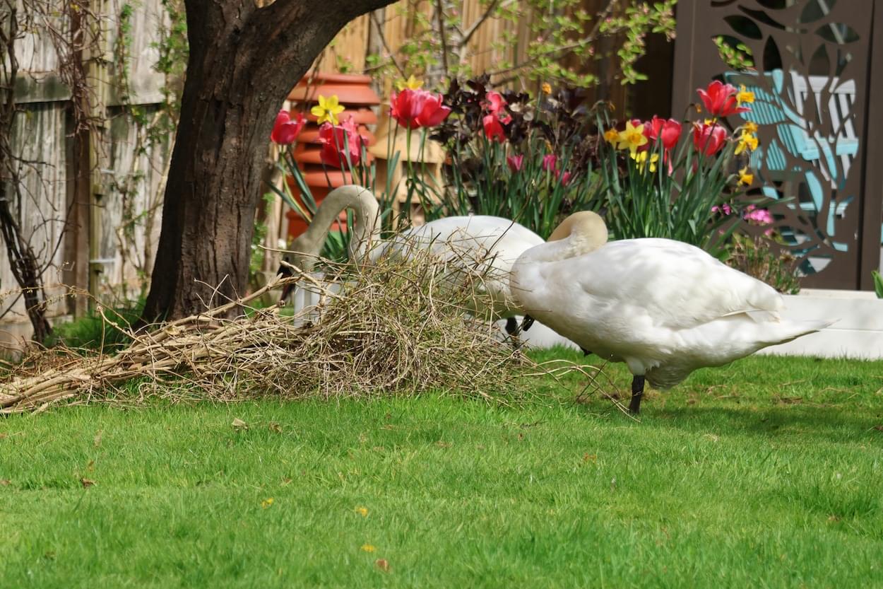 Swand nest builing on the canal